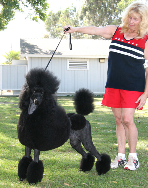 Standard Poodle