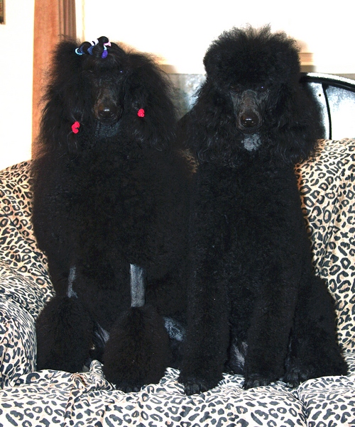 Standard Poodles