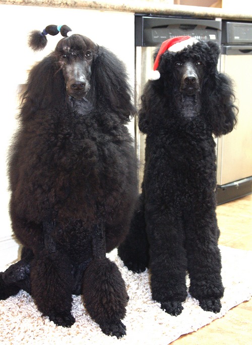 Standard Poodles