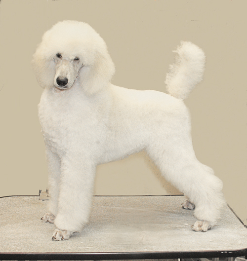 Standard Poodle