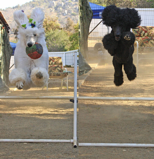 Standard Poodle