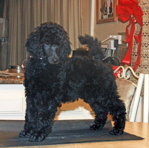 Standard Poodles For Sale