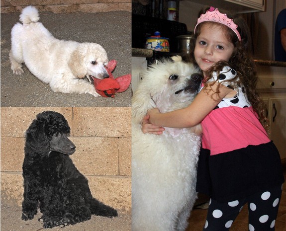 Standard Poodle Great With Kids