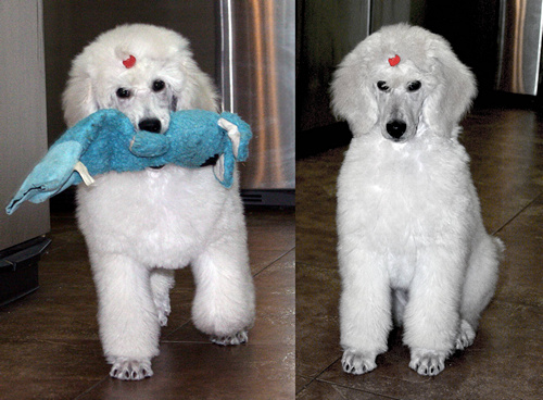 Standard Poodle