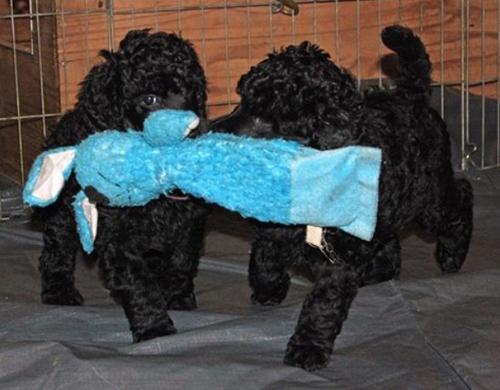 Standard Poodles For Sale