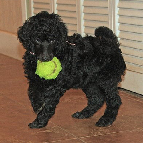 Standard Poodles For Sale