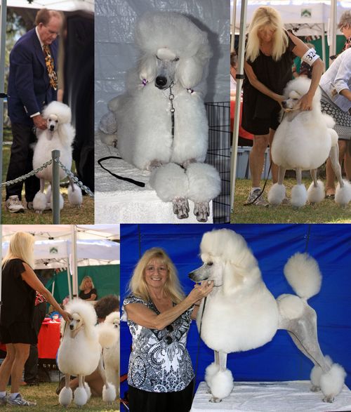 Standard Poodles For Sale