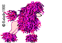 Standard Poodle Graphic