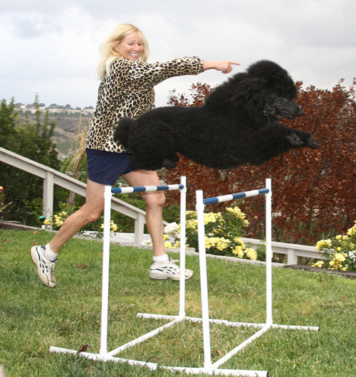 Standard Poodle