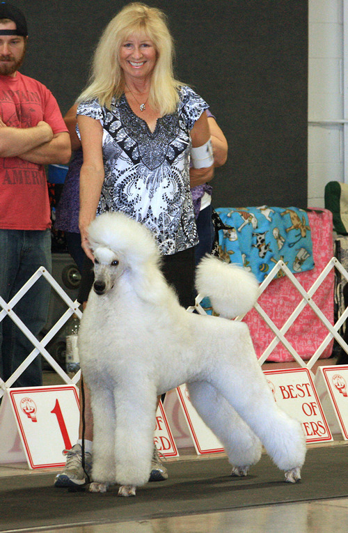 Standard Poodle