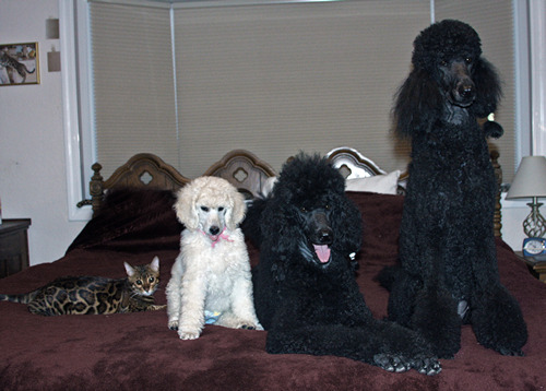 Standard Poodle