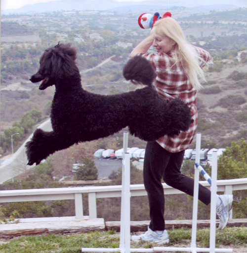 Standard Poodle