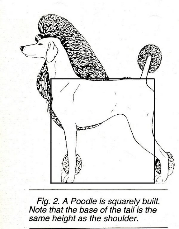 Standard Poodle Sire
