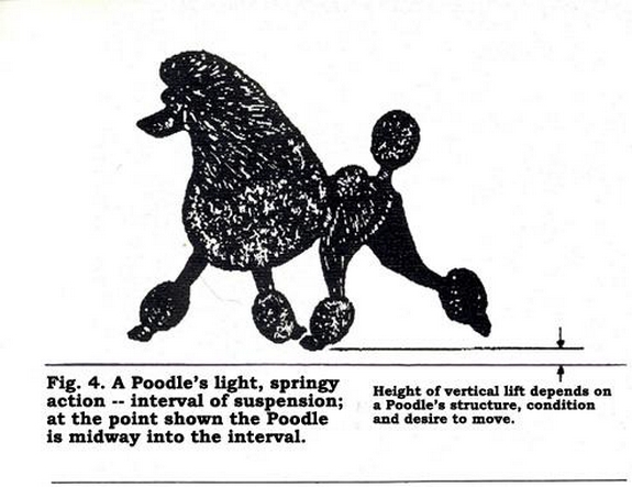 Standard Poodle Sire