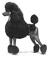Standard Poodle Illustration