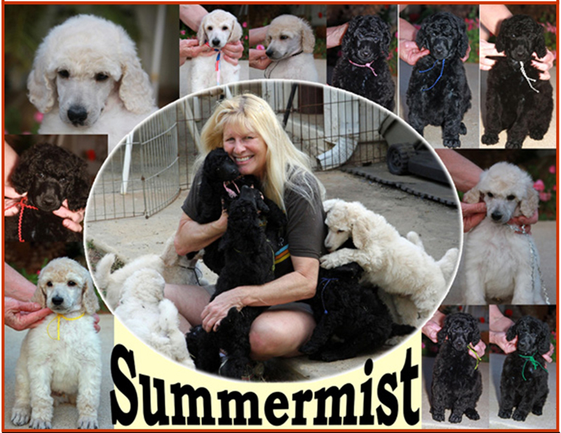 Summermist Standard Poodles