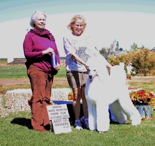 Standard Poodles For Sale in San Diego