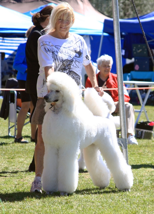 Standard Poodles For Sale in San Diego