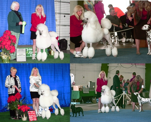 Standard Poodles For Sale in San Diego