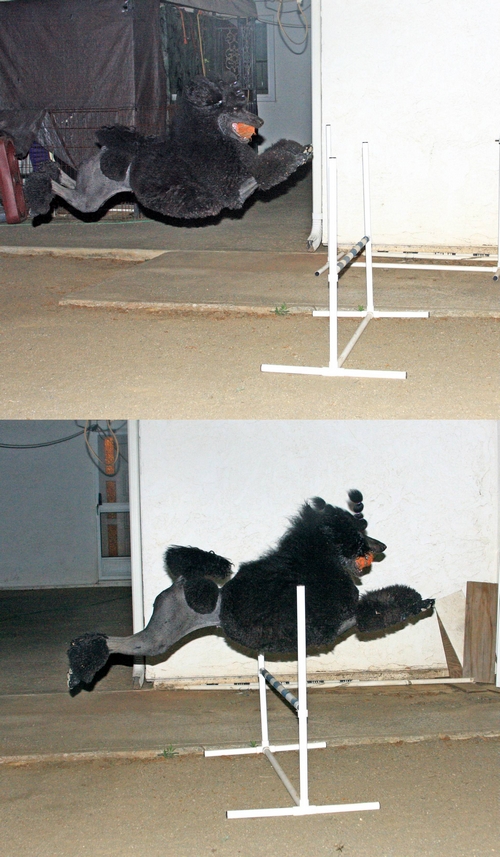 Standard Poodles For Sale