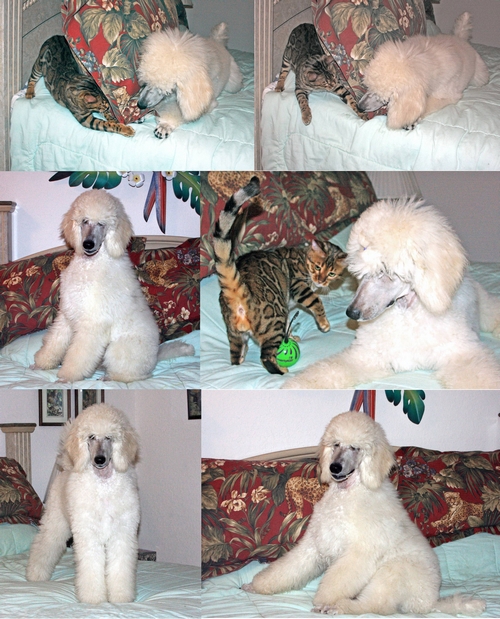 Standard Poodles For Sale