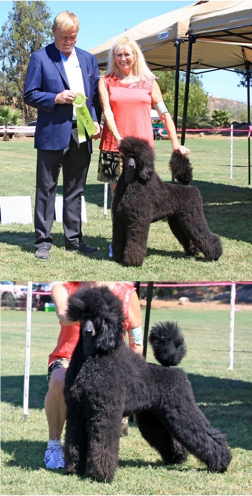 Standard Poodles For Sale