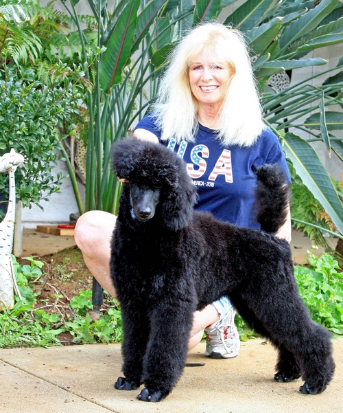 Standard Poodles For Sale