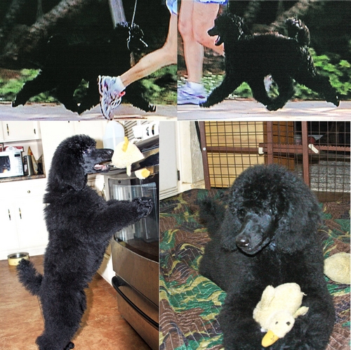 Standard Poodles For Sale