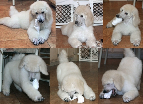 Standard Poodles For Sale