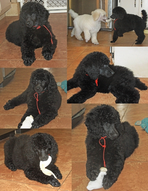 Standard Poodles For Sale