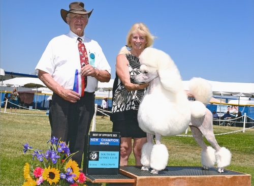 Standard Poodles For Sale