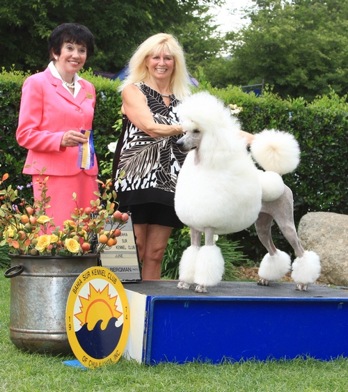 Standard Poodles For Sale