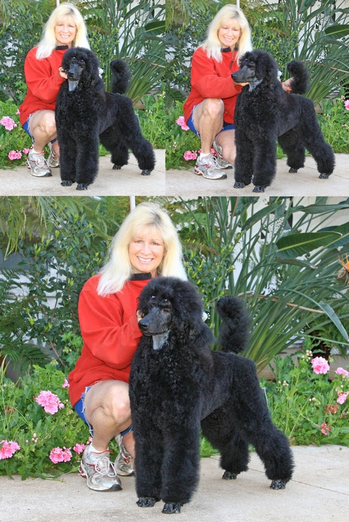 Standard Poodles For Sale in San Diego