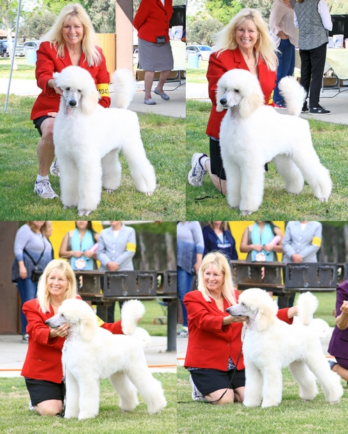 Standard Poodles For Sale in San Diego