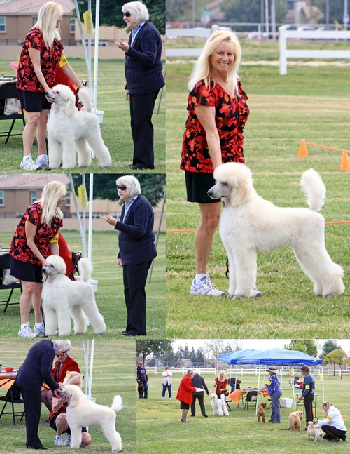 Standard Poodles For Sale in San Diego