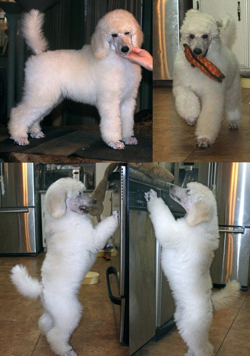 Standard Poodles For Sale