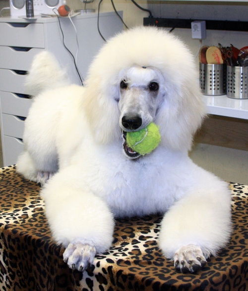 Standard Poodles For Sale in San Diego