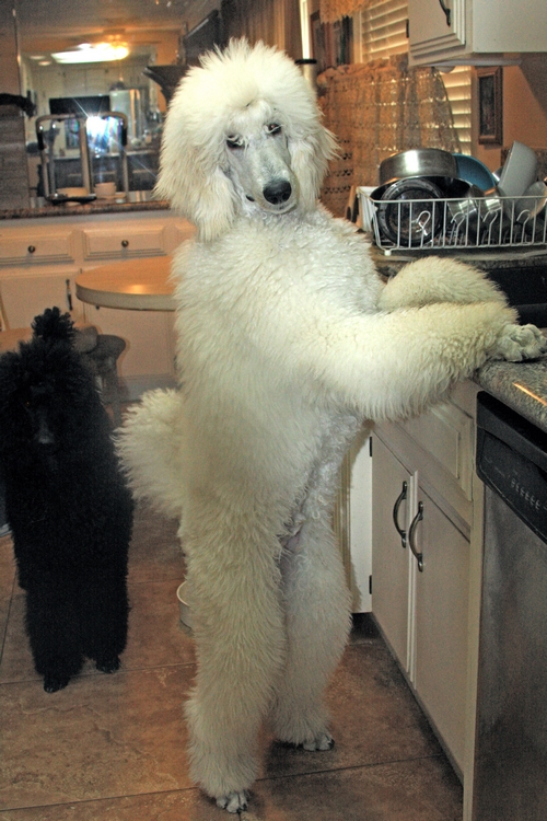 Standard Poodles For Sale in San Diego