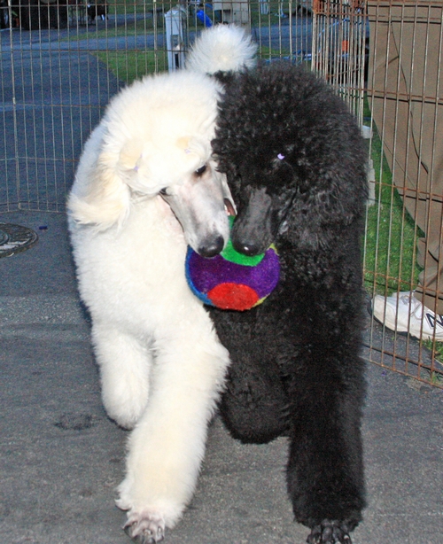 Standard Poodles For Sale in San Diego