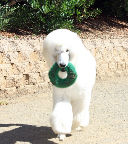 Standard Poodles For Sale in San Diego