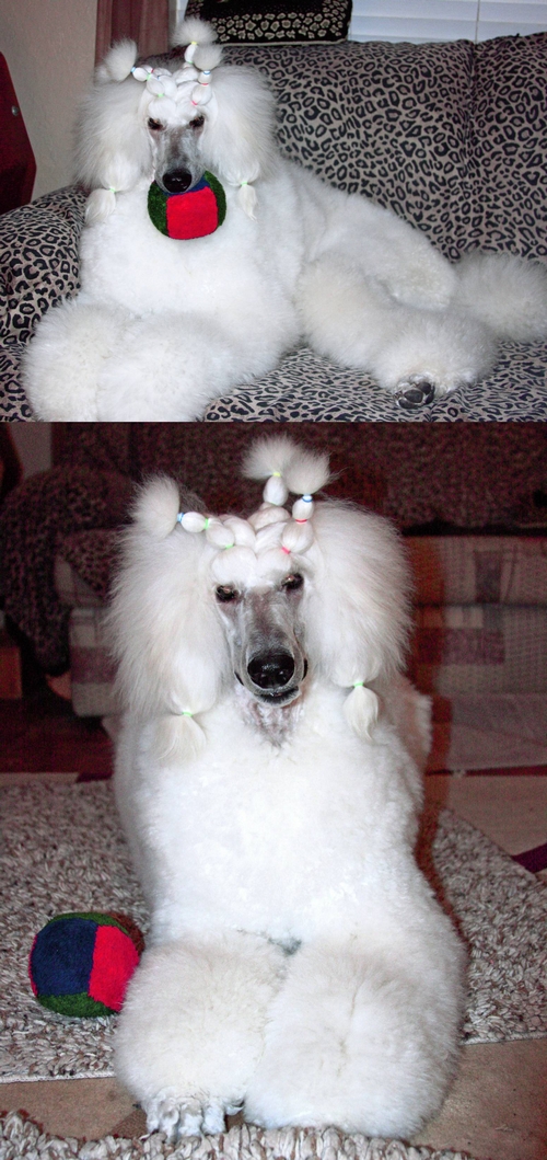 Standard Poodles For Sale in San Diego