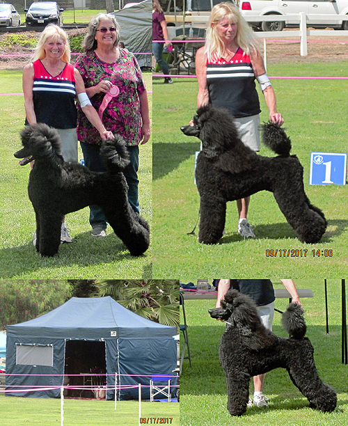 Standard Poodles For Sale in San Diego