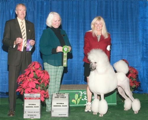 Standard Poodles For Sale in San Diego