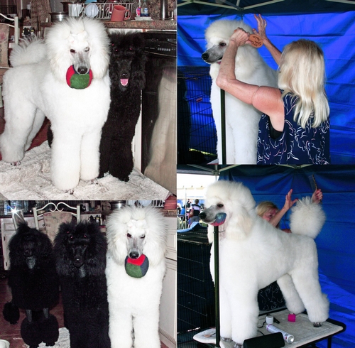 Standard Poodles For Sale in San Diego