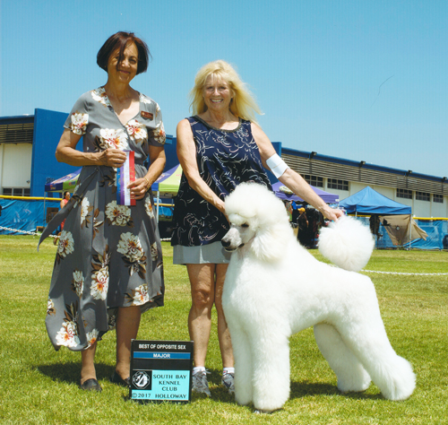 Standard Poodles For Sale in San Diego