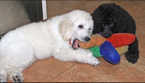 Standard Poodles For Sale