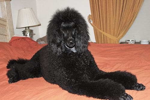 Standard Poodles For Sale in San Diego