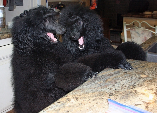 Standard Poodles For Sale