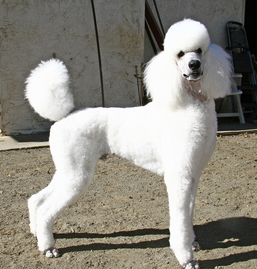 Standard Poodles For Sale in San Diego