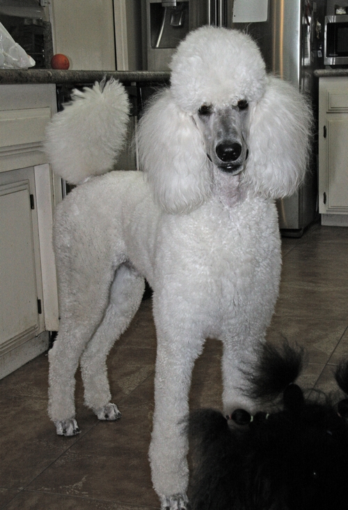 Standard Poodles For Sale in San Diego